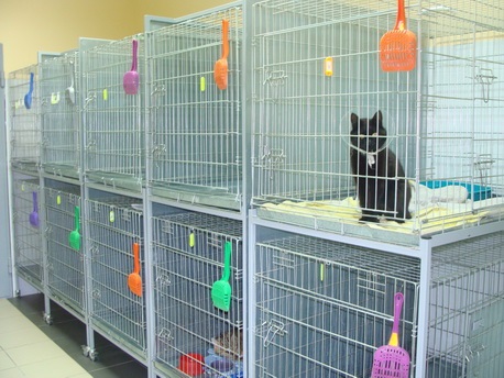 neytralizovat' zapakh zhivotnykh