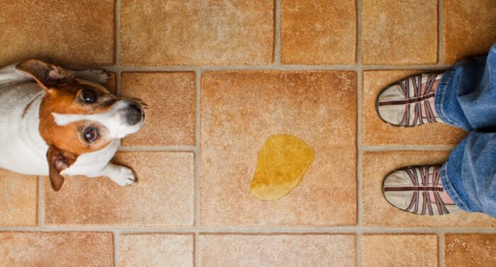 видалити запах собачої сечі видалити запах собачої сечі