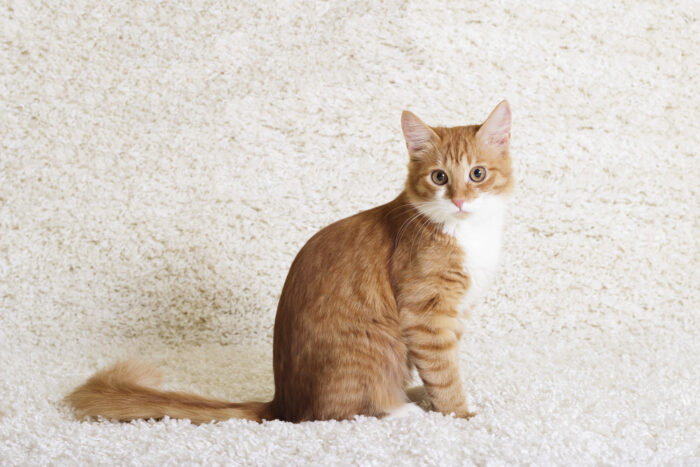 вивести запах кота